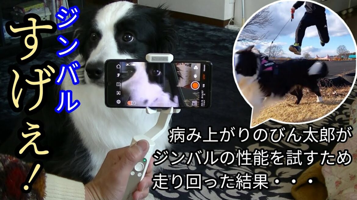 コロナ感染から復活したびん太郎がジンバルの性能を試すために愛犬のボーダーコリーと走り回った結果・・・