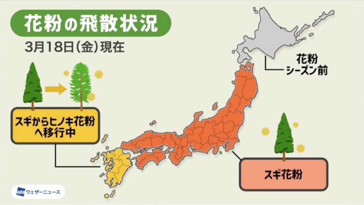 九州ではスギ花粉からヒノキ花粉に移行中