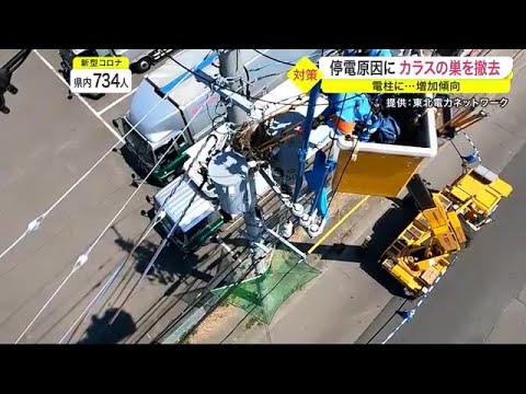 停電原因に…「カラスの巣」撤去作業 去年は3000件超 増え続けるカラスの巣 その背景とは?〈仙台〉 (22/04/20 19:46) 停電原因に…「カラスの巣」撤去作業 去年は3000件超 増え続けるカラスの巣 その背景とは?〈仙台〉 (22/04/20 19:46)