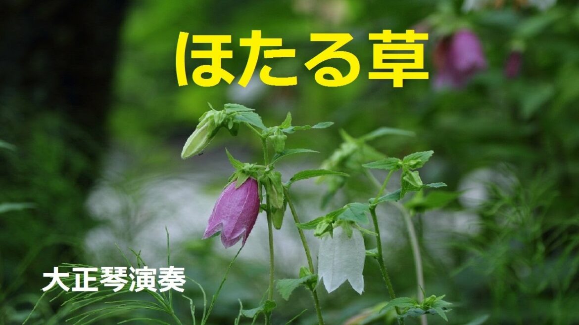 「ほたる草」/細川たかし　Japanese Taishogoto 大正琴　/Gerobikki