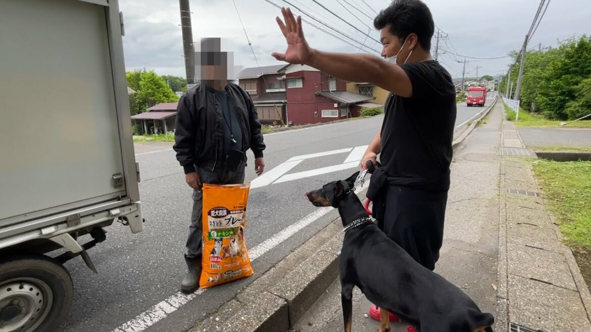 【極秘情報入手】ドーベルマンを2回脱走させた飼い主がかなりヤバい人だった