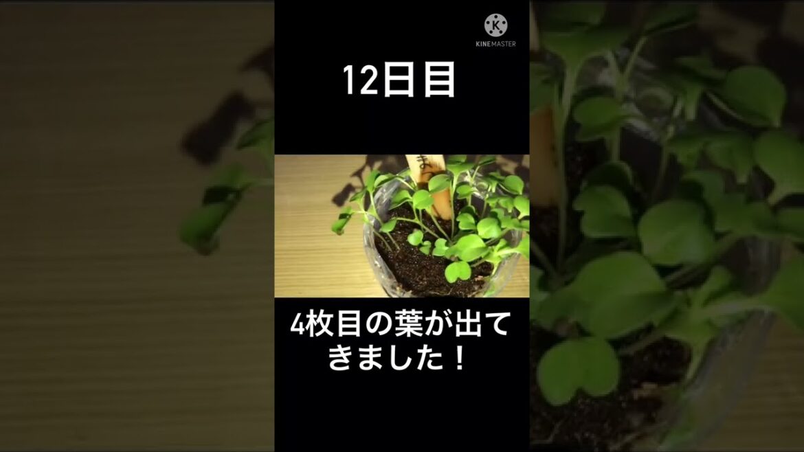 小松菜育て12日目🥬