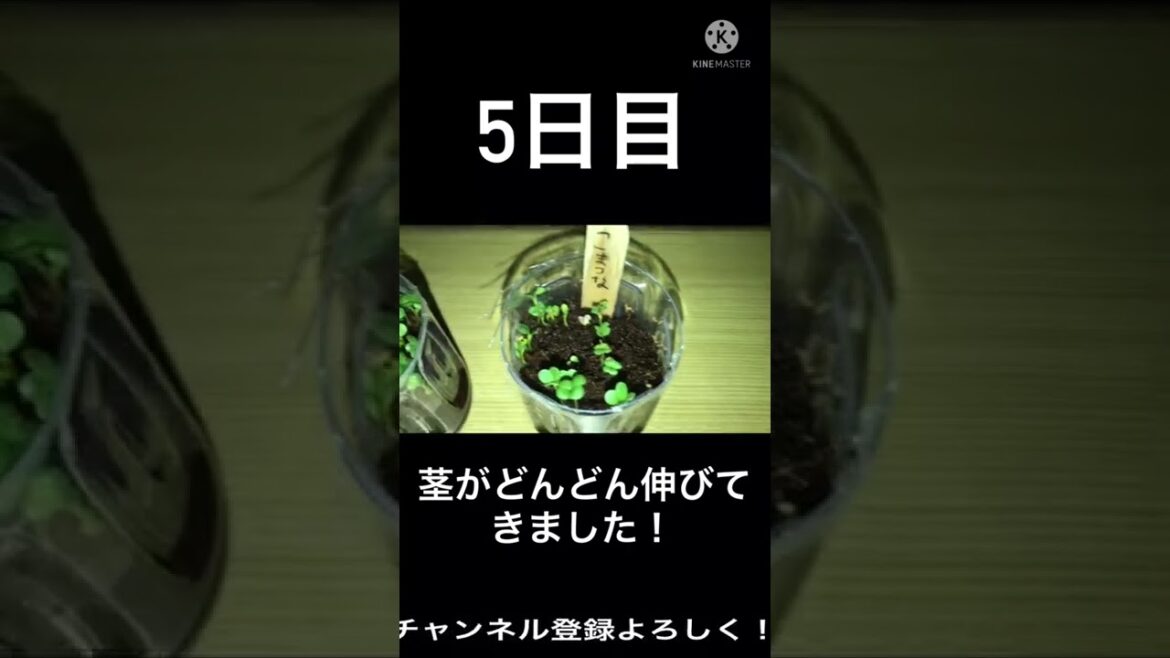 小松菜育て5日目🥬