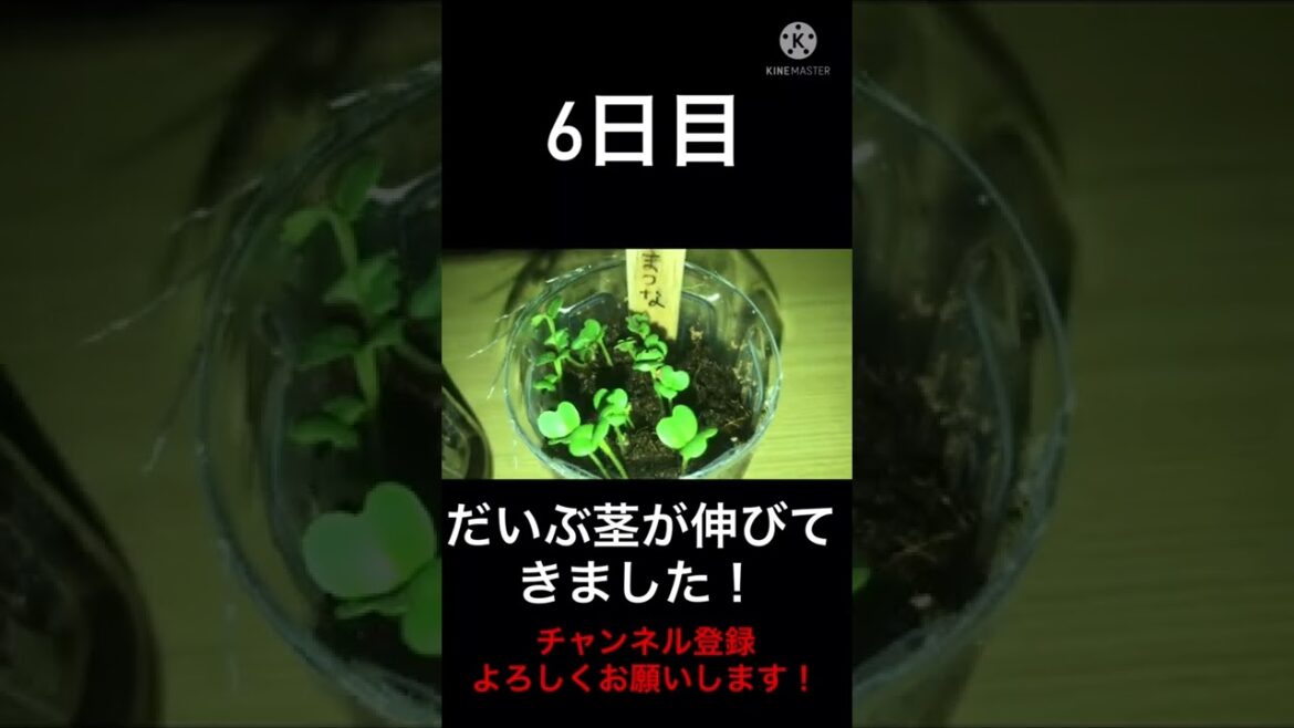 小松菜育て6日目🥬