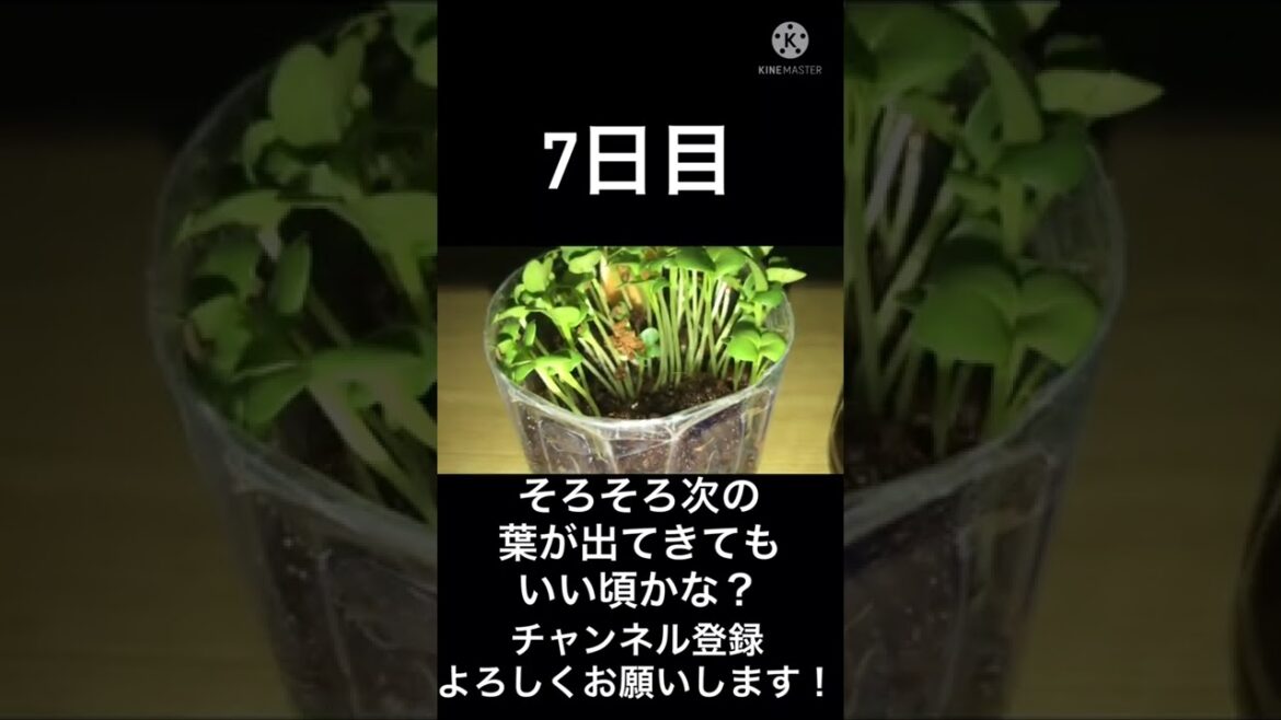 小松菜育て7日目🥬