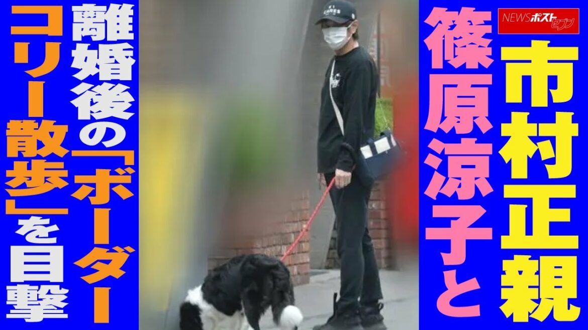 市村正親　篠原涼子 と 離婚後 の「 ボーダーコリー 散歩 」を 目撃 NEWSポストセブン