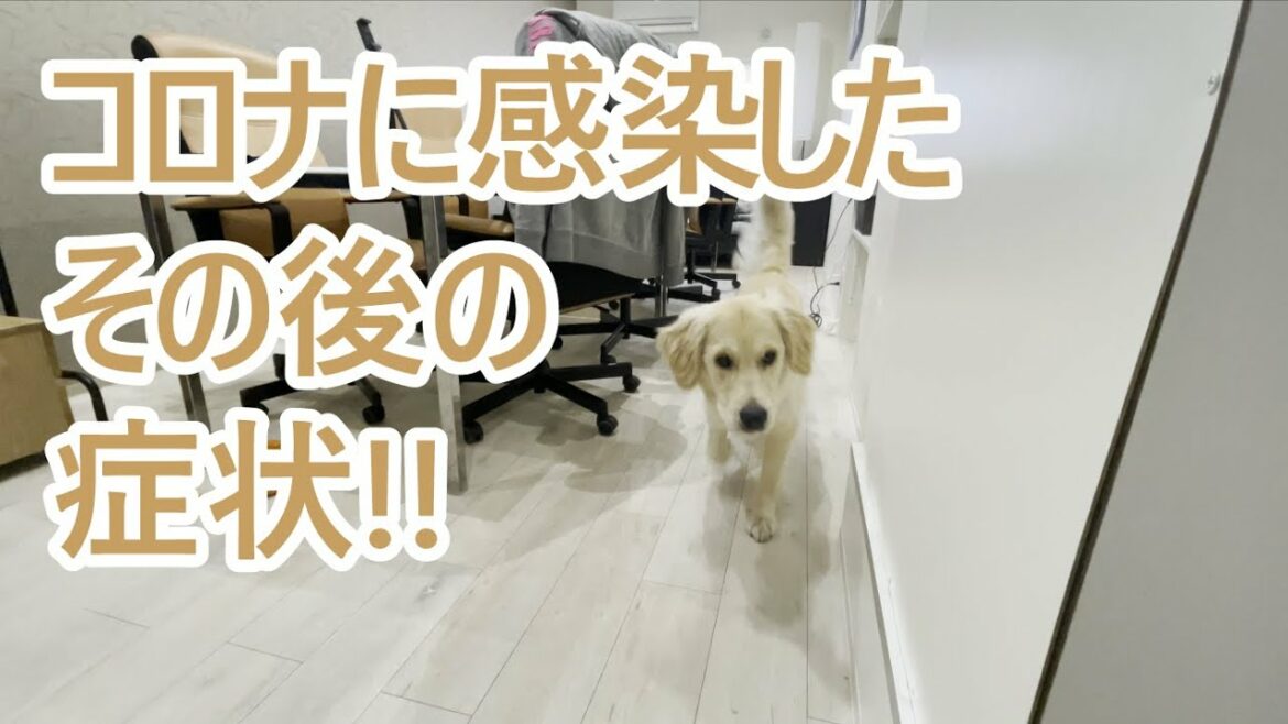 コロナ感染後の症状。ご心配おかけしました。ゴールデンレトリバーティト。 コロナ感染後の症状。ご心配おかけしました。ゴールデンレトリバーティト。