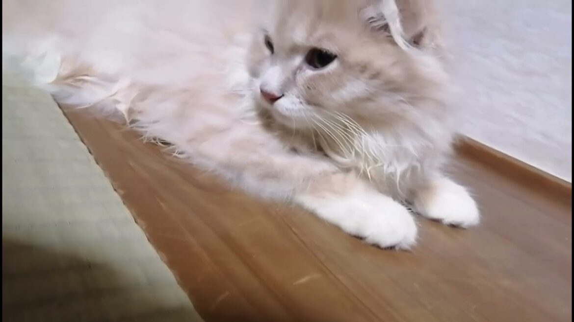 こっちを見る顔が前田敦子な子猫