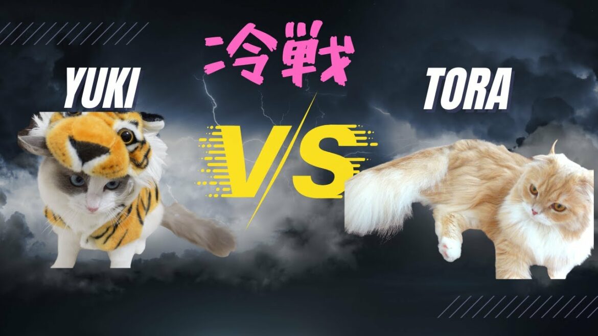大喧嘩後に冷戦が始まる猫たち・・【スコティッシュフォールド×ラグドール】