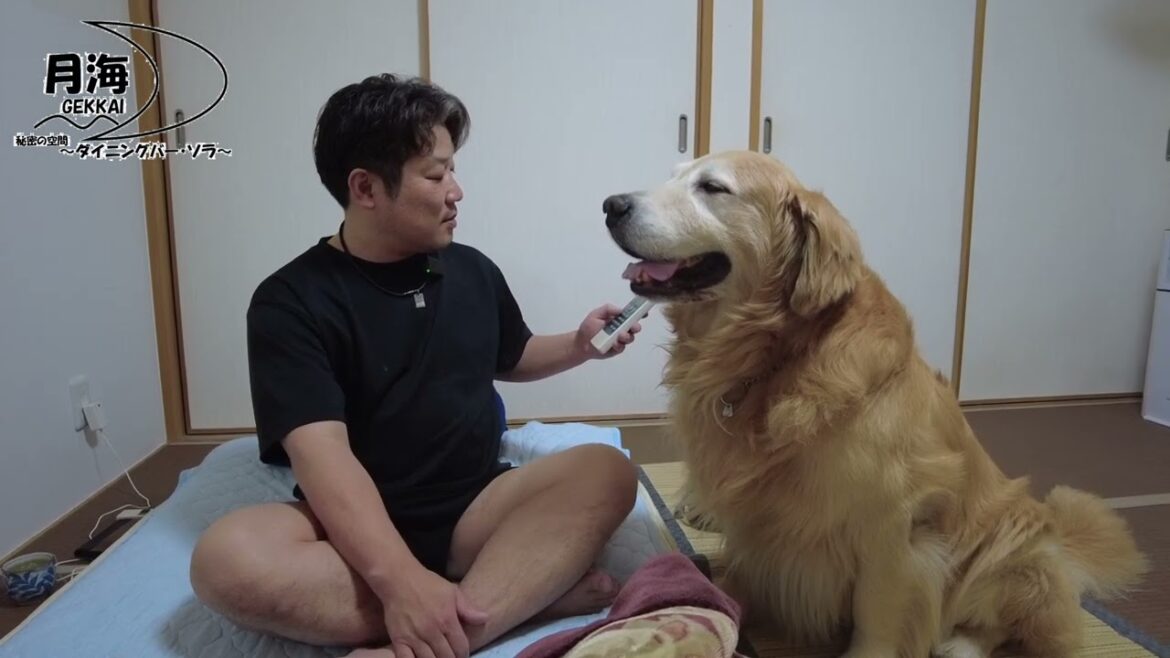 【気象庁発表】そらとパパは避難。今夜は寝れるのか!? 大型犬ゴールデンレトリバー Golden Retriever 【気象庁発表】そらとパパは避難。今夜は寝れるのか!? 大型犬ゴールデンレトリバー Golden Retriever