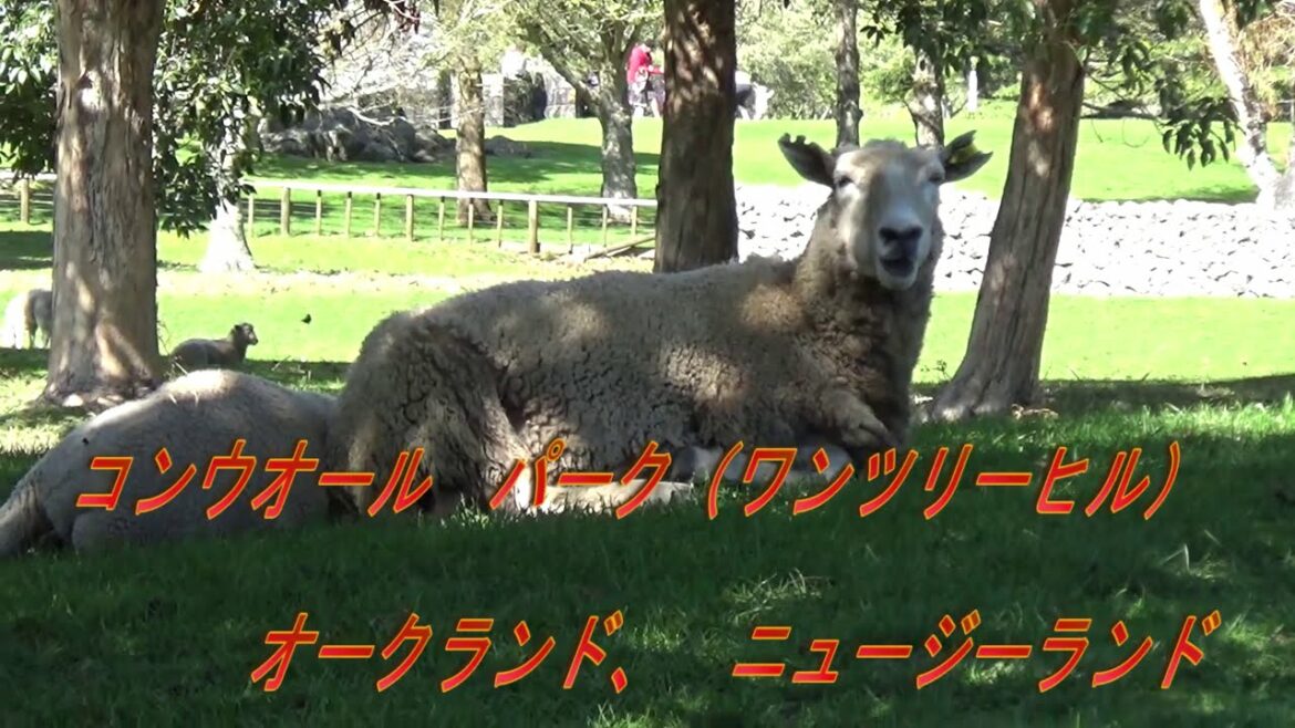 One Tree Hill , Cornwall Park , Auckland , New Zealand ワンツリーヒル、コーンウオールパーク、オークランド、ニュージーランド