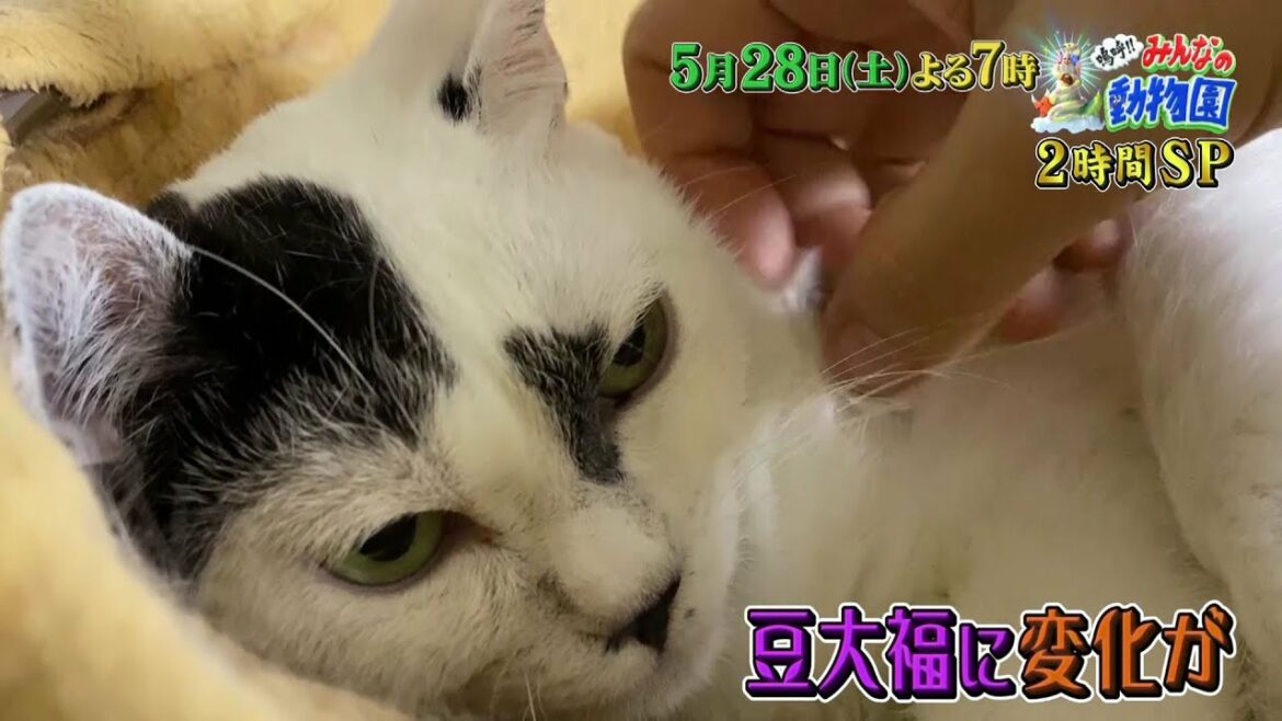「嗚呼!!みんなの動物園」5月28日土曜よる7時放送、2時間SP！池崎家にいとうあさこが！保護猫・豆大福の人なれ練習のお手伝い！浜口京子は、佐渡島で大型犬4匹とお留守番に挑戦！