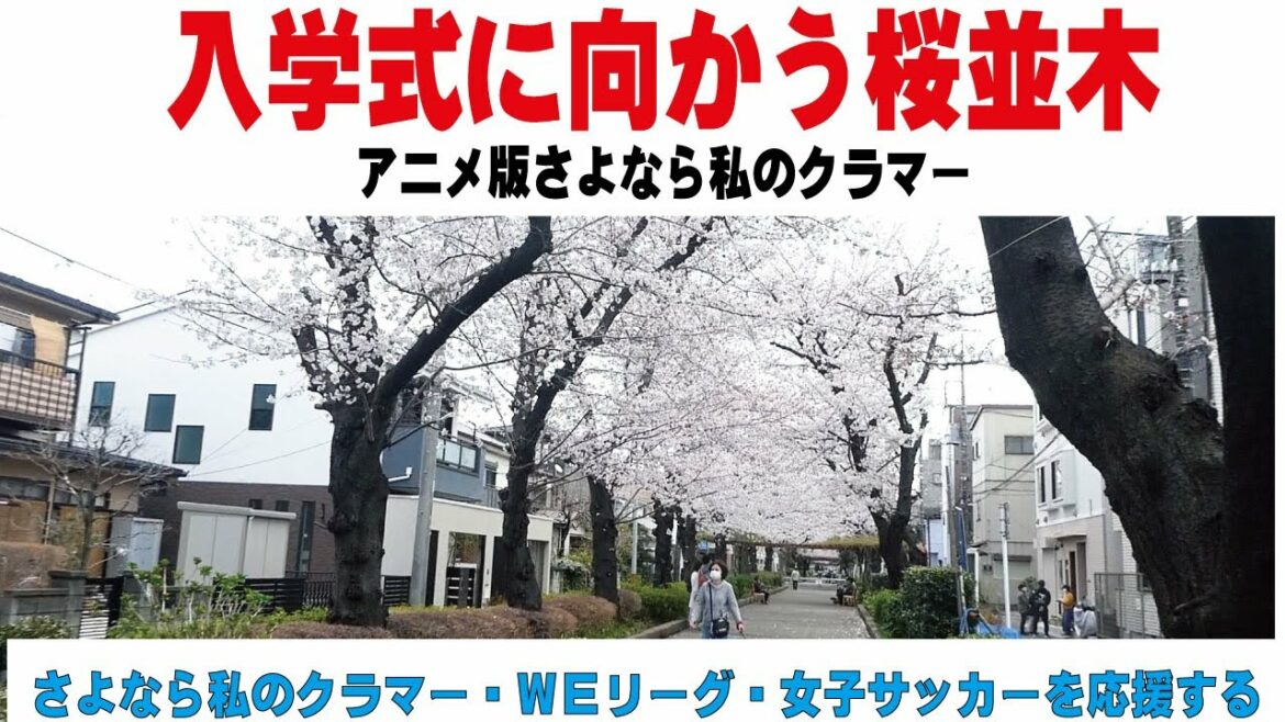 入学式に向かう桜並木 アニメ版さよなら私のクラマー　女子サッカーを応援する　蕨さよクラ応援団