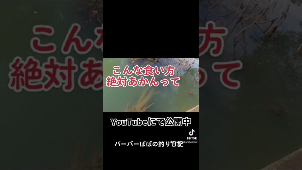 過去動画の中で一二を争う衝撃映像