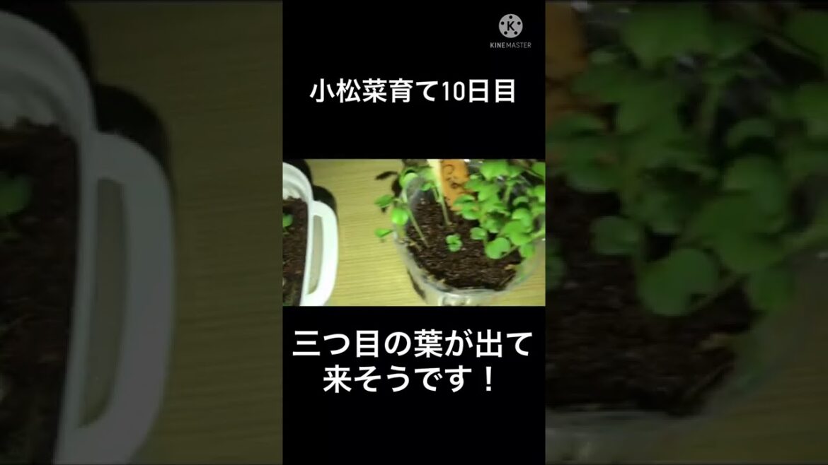 小松菜育て10日目🥬