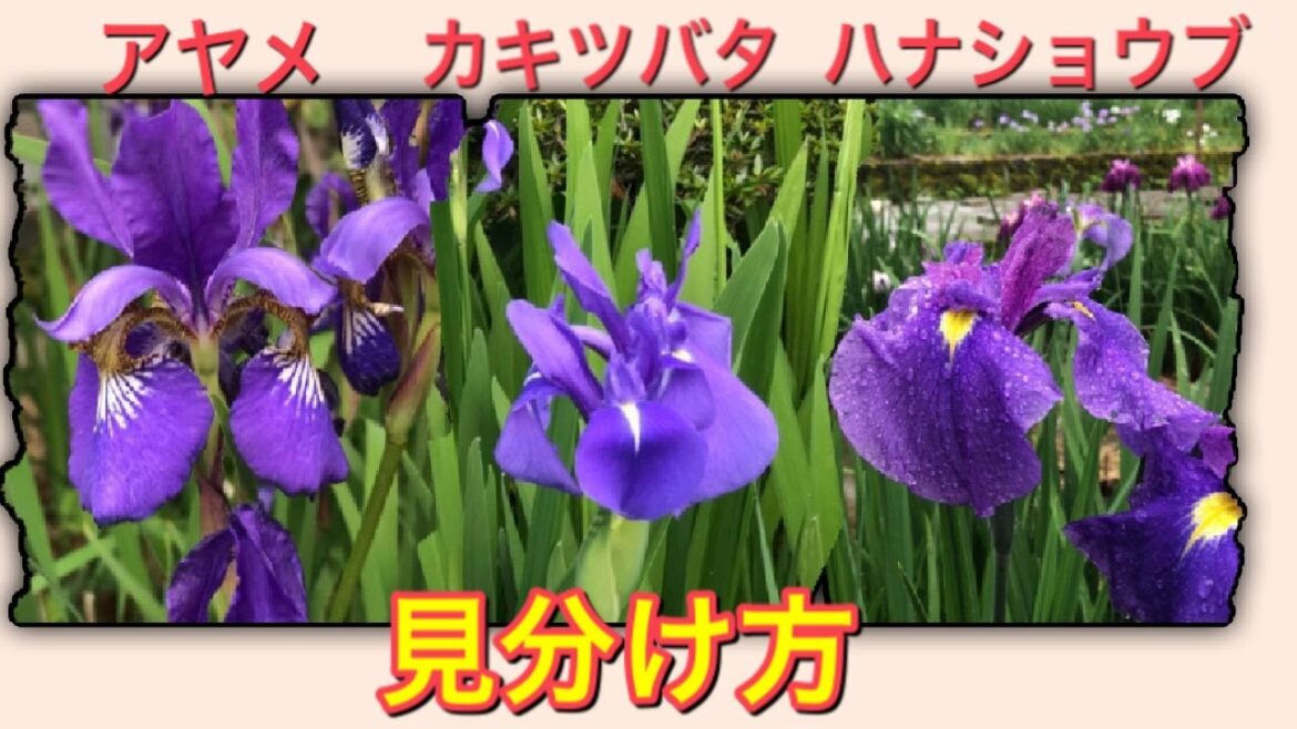【植物編】アヤメ、カキツバタ、ハナショウブの見分け方 3種類の違いって何？【Green Lovers通信】