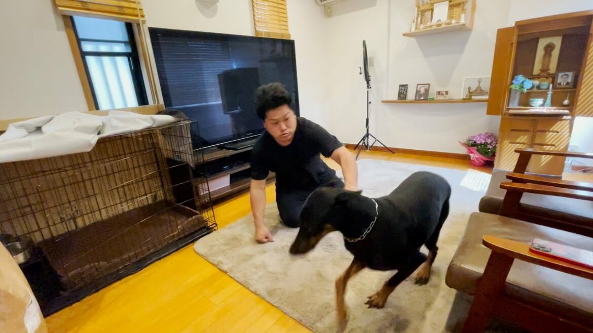 【閲覧注意】ドーベルマンを飼うにあたって避けては通れない道