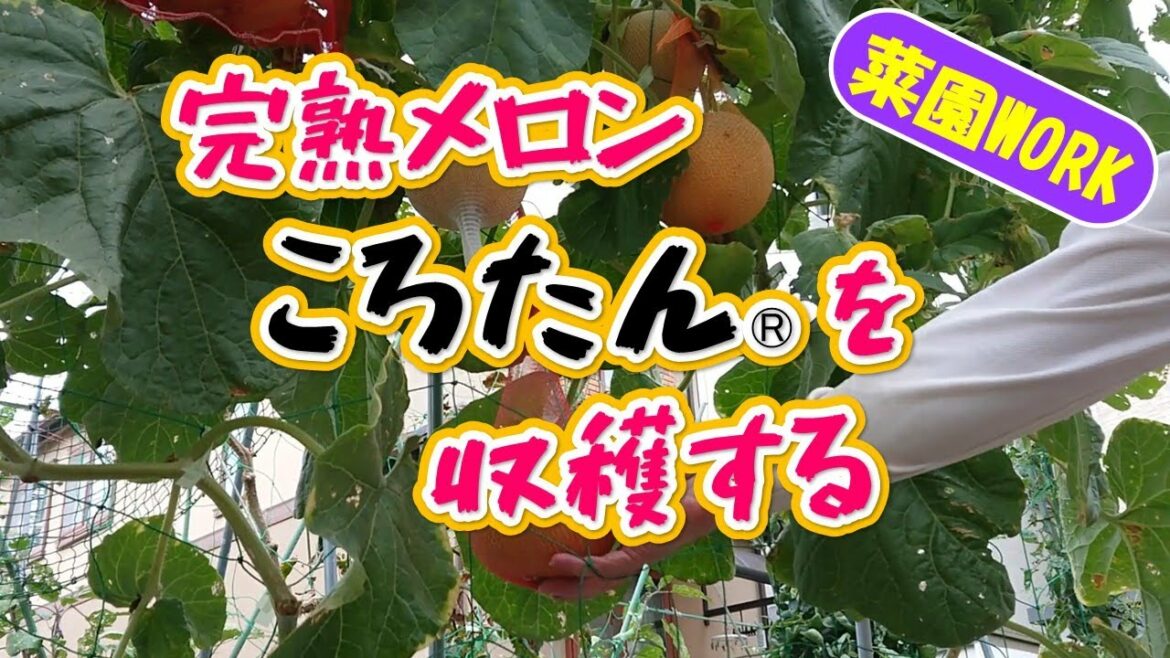 サカタのタネの『ころたん』を完熟メロンとして収穫する