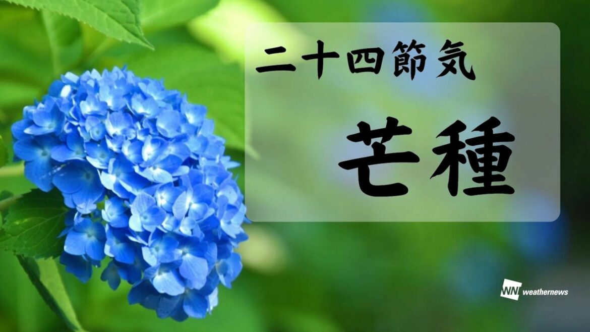 二十四節気「芒種」