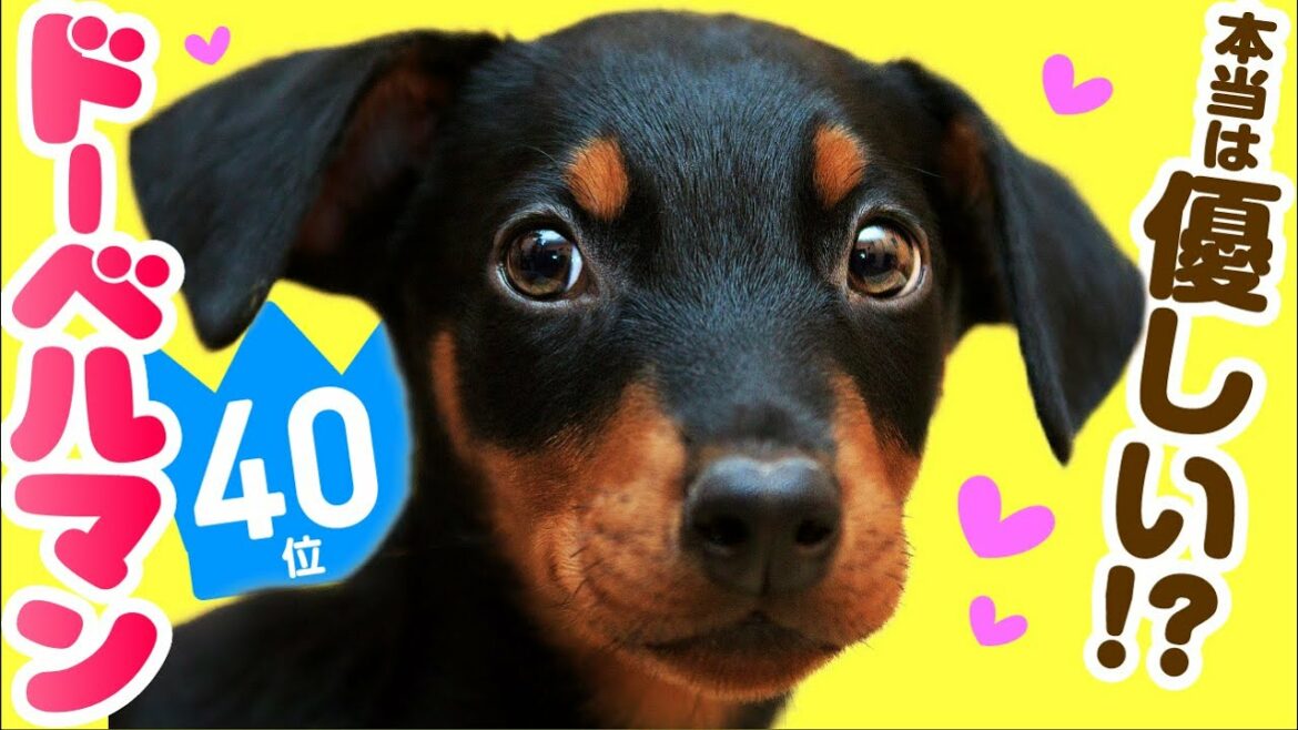 ❤️人気40位【ドーベルマンってどんな犬？】子犬の価格や性格、寿命、飼いやすさは？ カワイイ動画でチェック！
