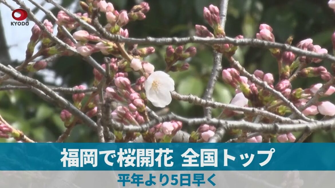 福岡で桜開花、全国トップ   平年より5日早く