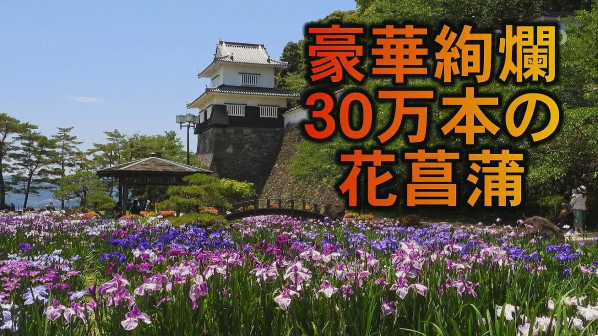 豪華絢爛！３０万本の花菖蒲
