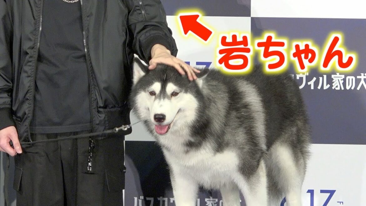 映画イベントに登場したハスキー犬が可愛すぎる　岩田剛典もメロメロ・・・
