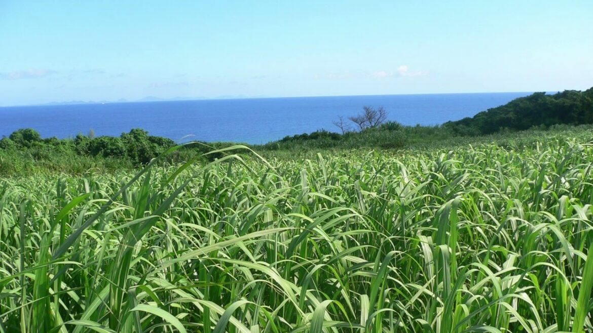 さとうきび畑  -  森山良子