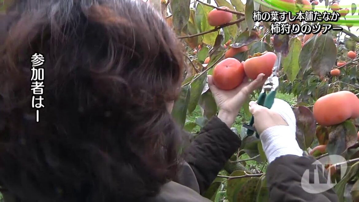 柿の葉すし本舗たなか　柿狩りへ招待