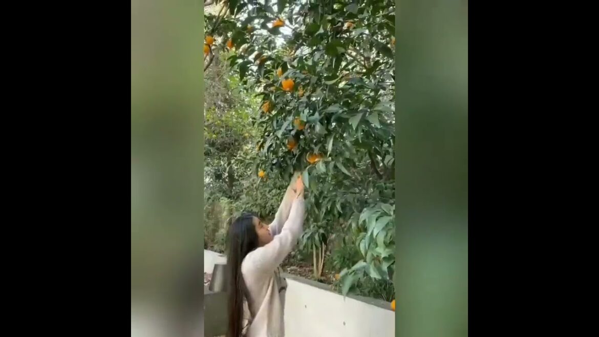 【Koki】Harvest time! 沢山収穫出来ました！