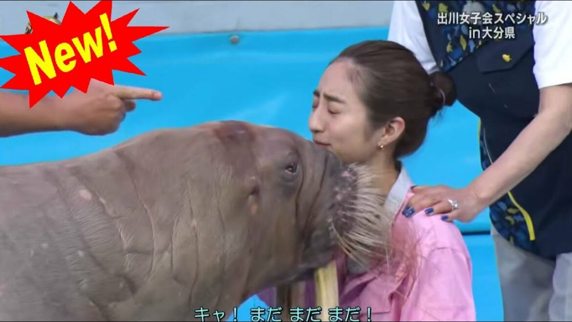 【イッテQ】💥 🅷🅾🆃 🍀 出川女子会スペシャル in 大分県