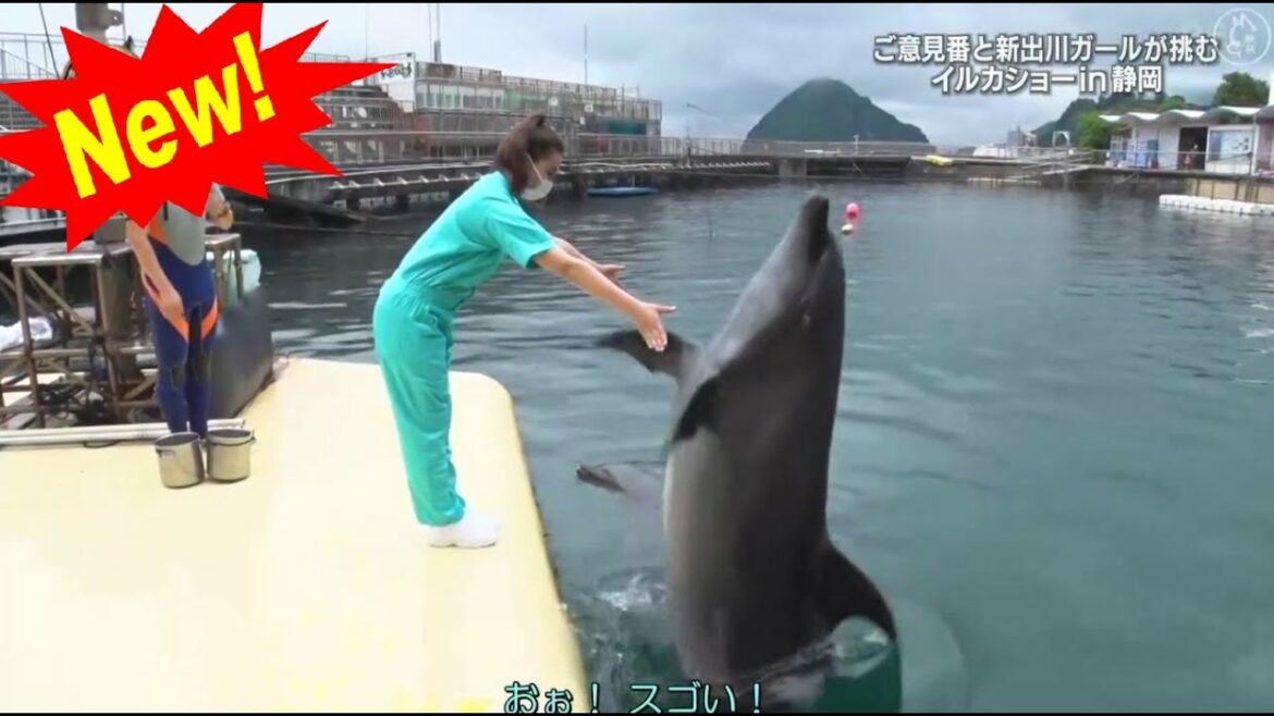【イッテQ】💥 🅷🅾🆃 🍀 ご意見番と新出川ガールが挑む イルカショー in 静岡