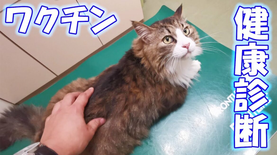 ボス吉ワクチン接種2022＆腎機能の新しい検査😸現在の健康状態は‥