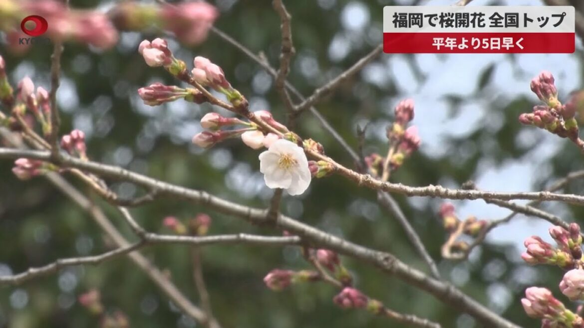 【速報】福岡で桜開花、全国トップ