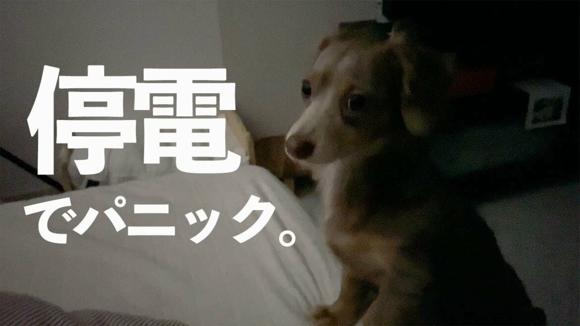 【パニック】この前の大地震で停電。遠吠えパニック！子犬の様子。
