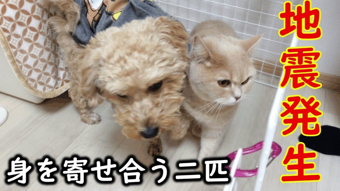 【宮城・福島地震震度6強】地震発生直後にびっくりして身を寄せ合う犬と猫【プーチー&スコティッシュフォールド】