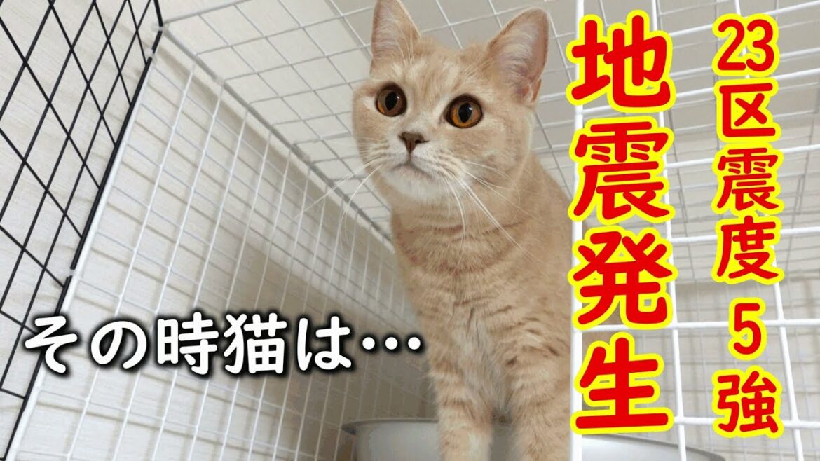 【東京・埼玉震度5強】地震発生直後に硬直してしまった猫がこちら【プーチー&スコティッシュフォールド】