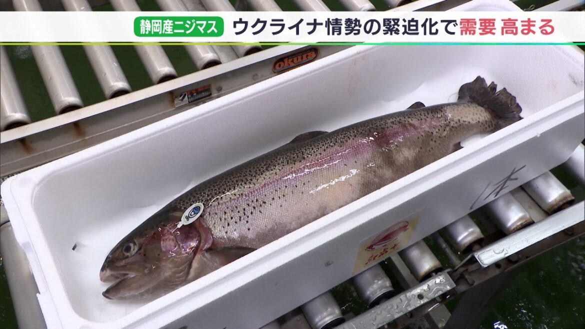 ウクライナ情勢で静岡産のニジマスの需要が2年前の２.５倍に 水産物の流通が影響（静岡県）