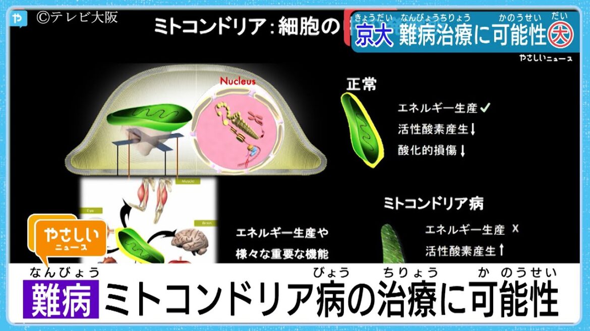 京都大学　難病のミトコンドリア病治療に可能性