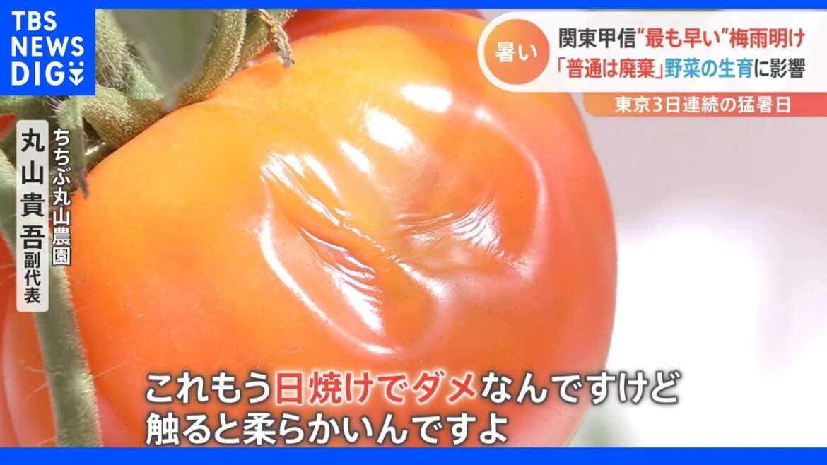 “史上最速”の梅雨明けで夏野菜に影響が・・・きゅうりもトマトもほうれん草も大打撃！東京では3日連続の猛暑日に｜TBS NEWS DIG