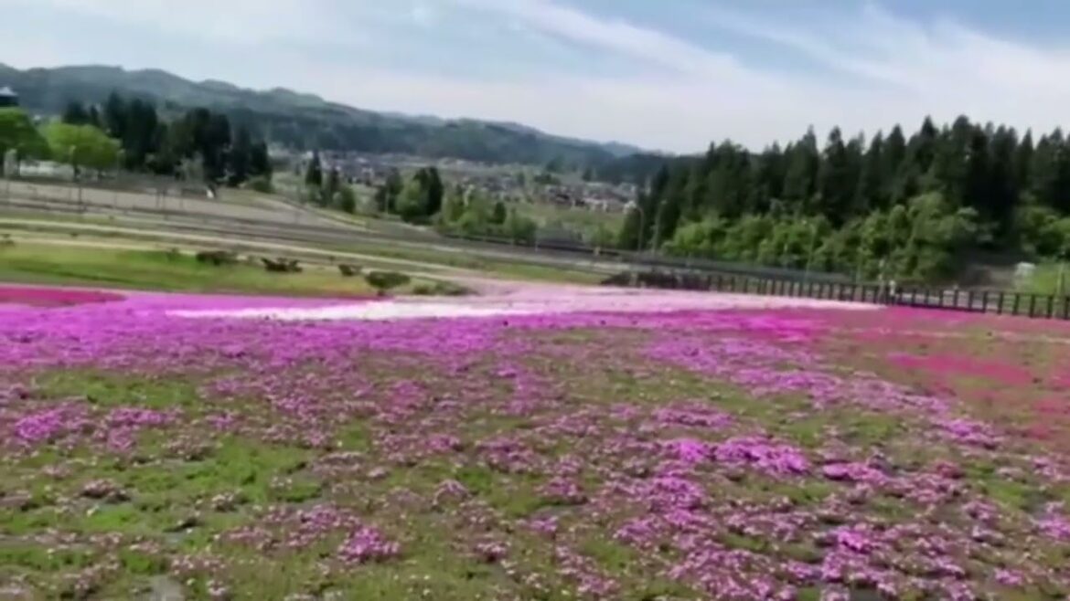 🌸🌸芝桜開花情報🌸🌸