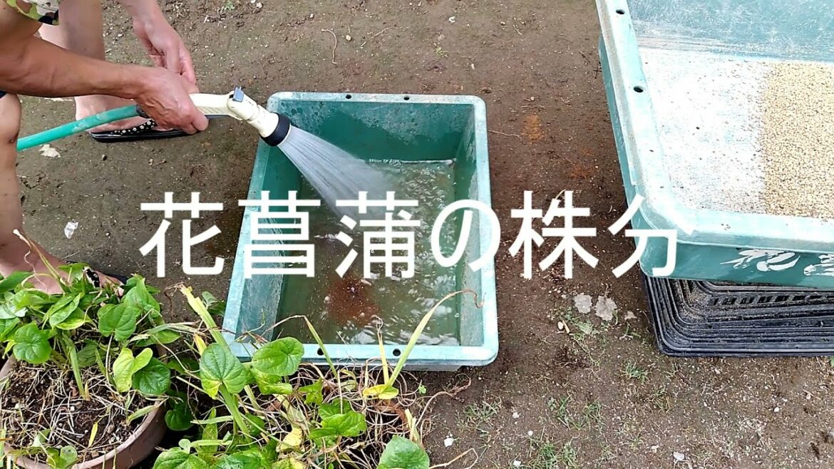 花菖蒲の株分