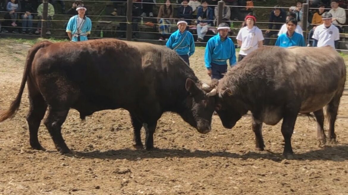 退位控え、感謝の角突き 新潟、中越地震被災地で