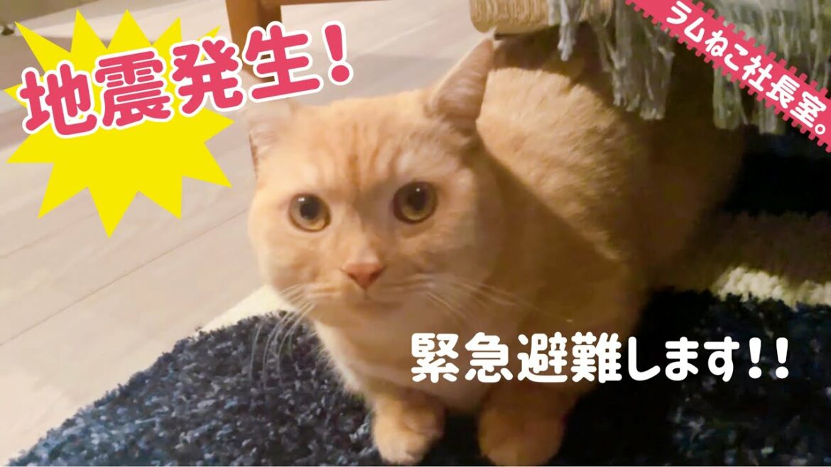 【地震発生】東京震度3！我が家の猫は…緊急避難しました。