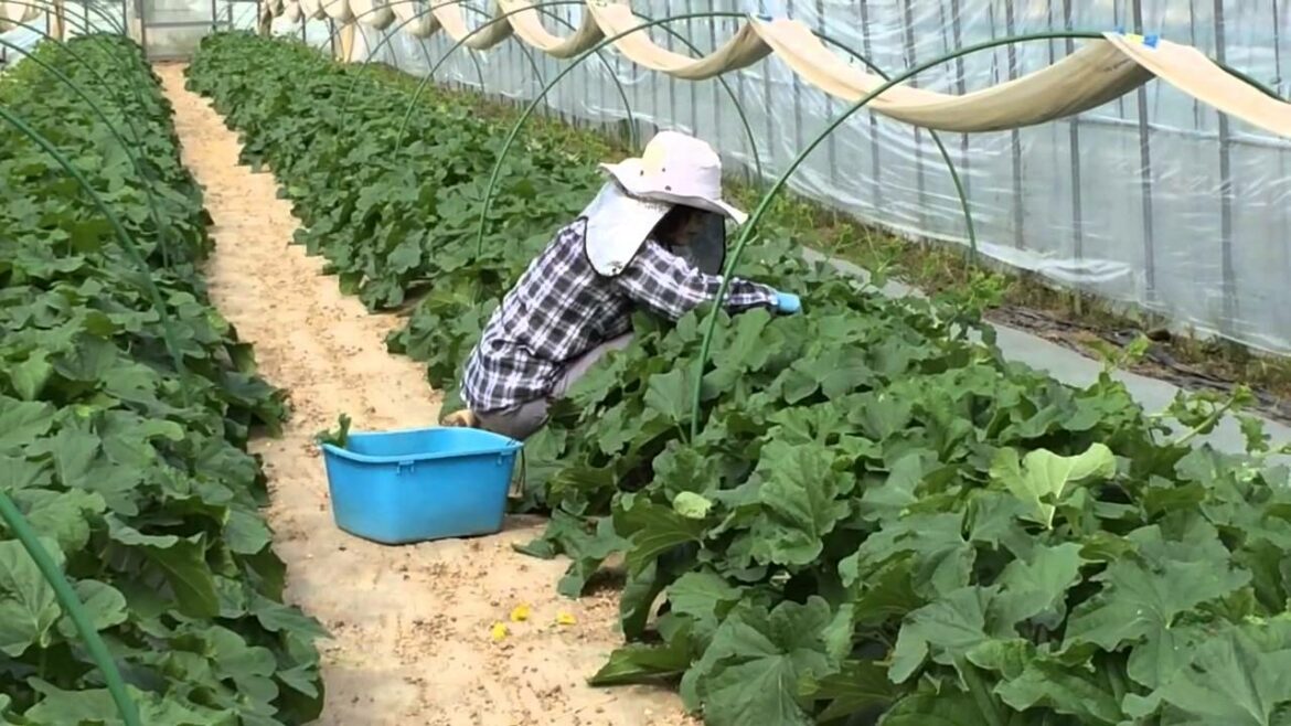 20140827完熟メロンの物語！着果準備