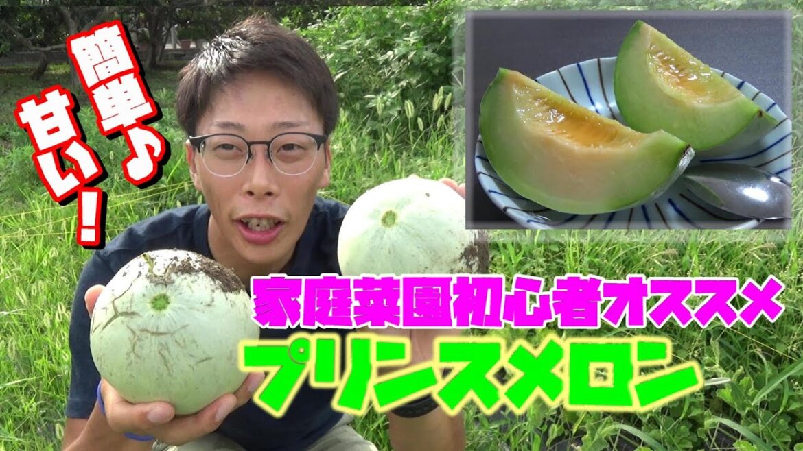 プリンスメロン収穫して食べたら絶品だった