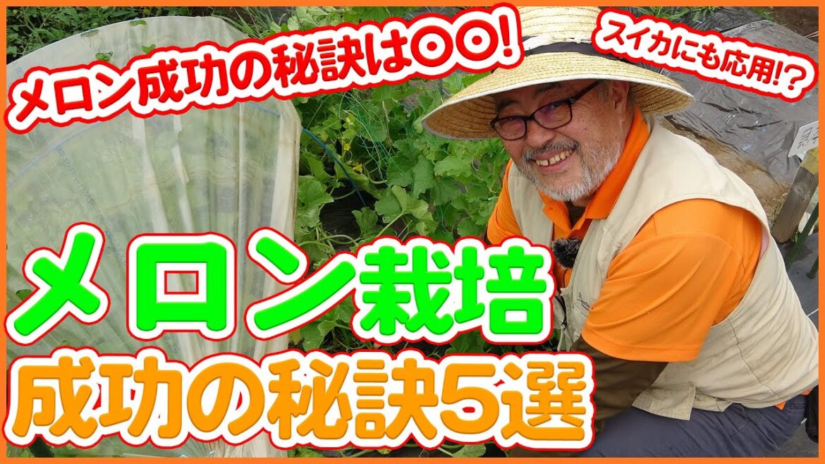夏野菜栽培で絶対マスターしたい!メロンの栽培のお世話と対策方法について紹介!ビニールトンネル・コツをを徹底解説!【家庭菜園】【脇芽】【受粉】 夏野菜栽培で絶対マスターしたい!メロンの栽培のお世話と対策方法について紹介!ビニールトンネル・コツをを徹底解説!【家庭菜園】【脇芽】【受粉】