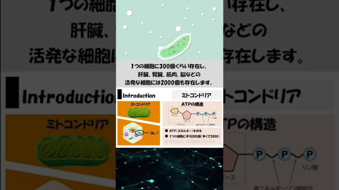 【ゆる論文解説】ミトコンドリアの共生説#Shorts
