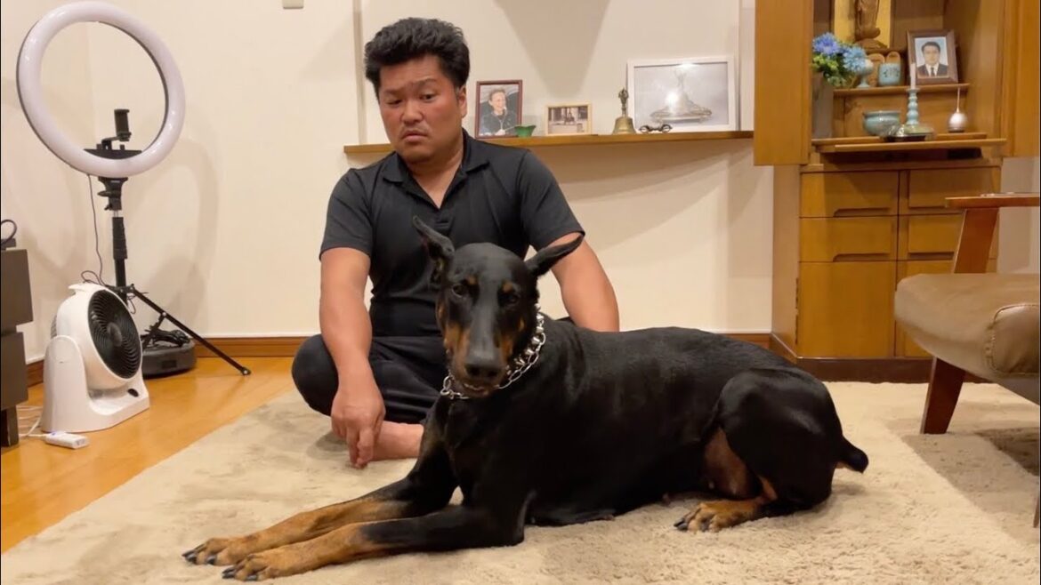 【削除覚悟】ドーベルマンを飼ってるからこそ言える事がある