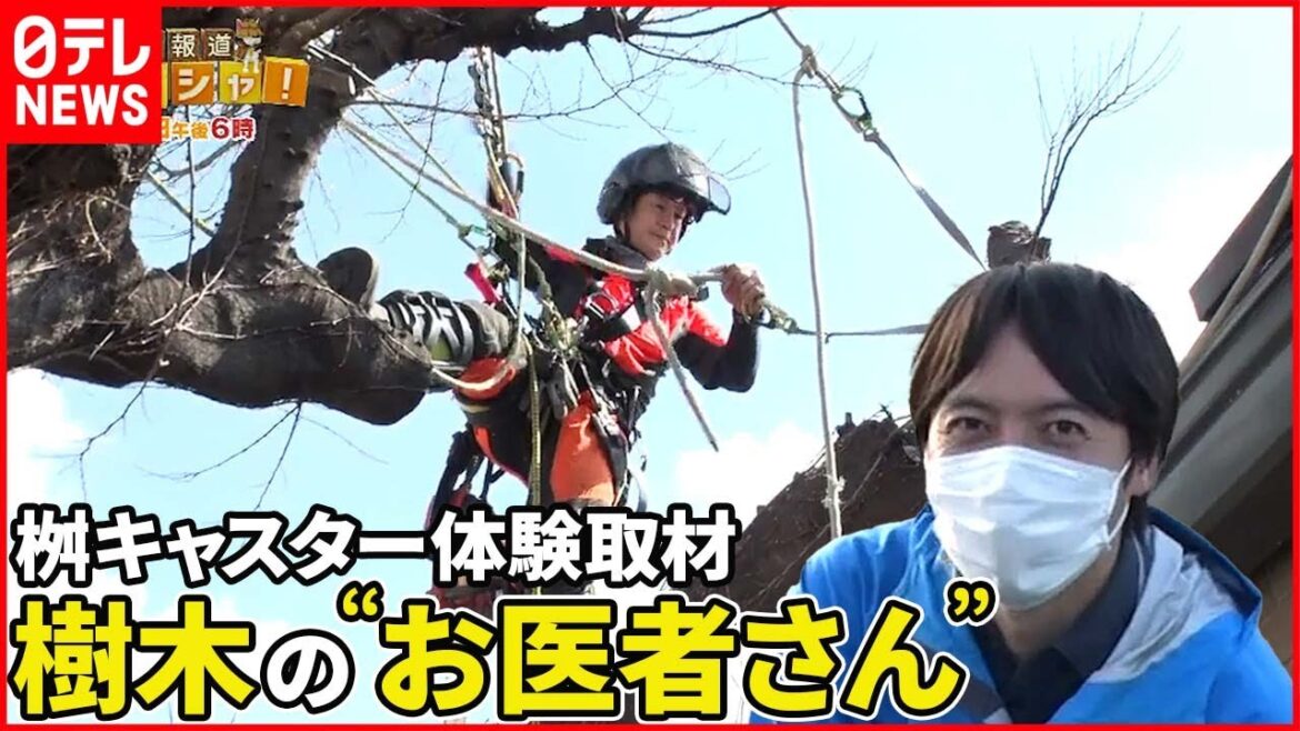 【現場取材】樹木の“お医者さん”  知られざる重労働のウラ側『ベタバリ』